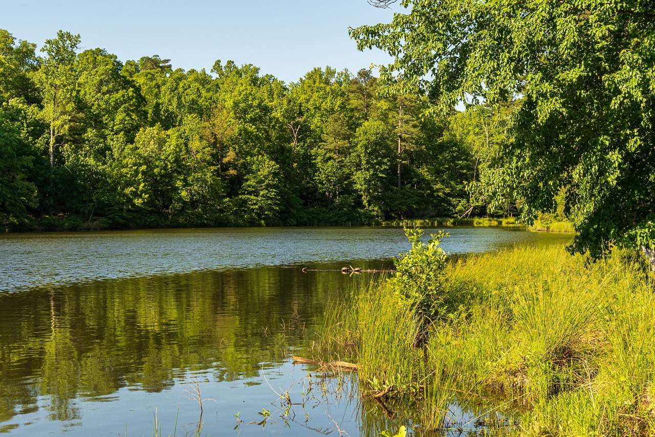 The Role of Blockchain in Protecting Wildlife and Nature